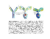 Bhagavan Medical Biochemistry 2001, page 1064